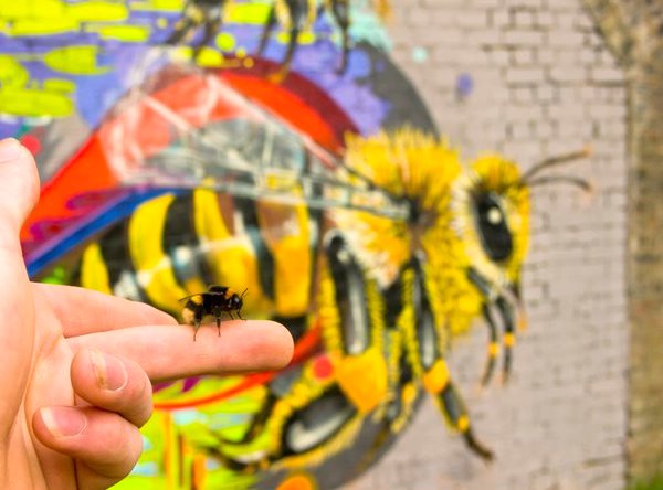 Human Nature bee - Morgan Davy