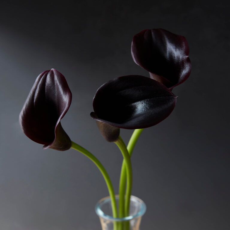 Black lilies in a glass vase.