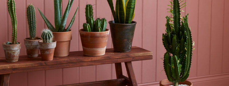 Cacti on bench in front of painted wall