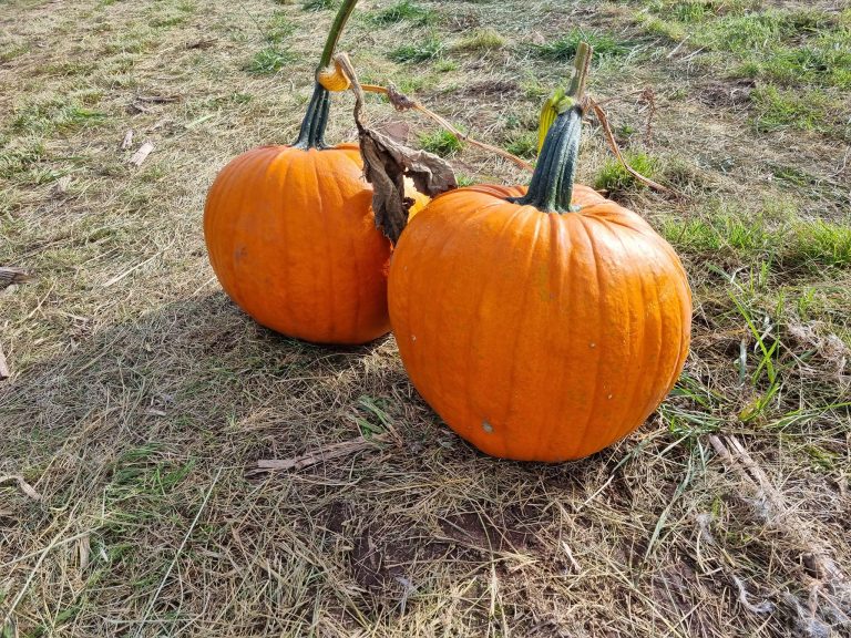 Two pumpkins from farm