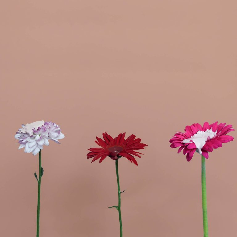 Flora's Tale Harmonious LR